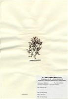 藏品(傘房龍鬚菜)的圖片